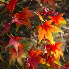 Acer Palmatum 'Osakazuki' Hardy Garden Deciduous Tree 1 or 2 x 7cm Pot Plant T&M