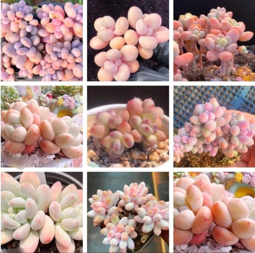 10x pachyphytum mix seeds - 10x,