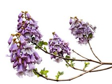 Blue Curl Tree - Paulownia tomentosa - 100+ Seeds