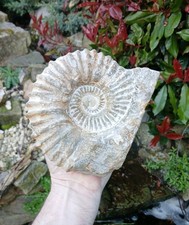 Large Fossil Ammonite
