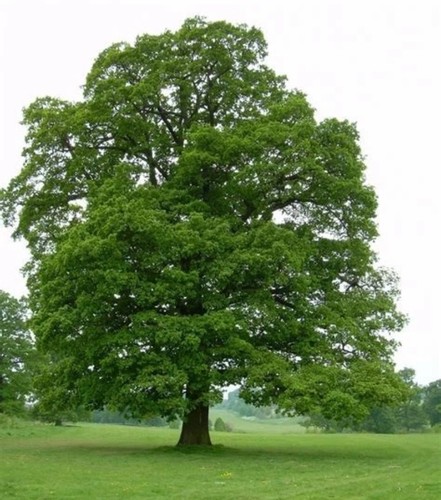 English oak tree - x,
