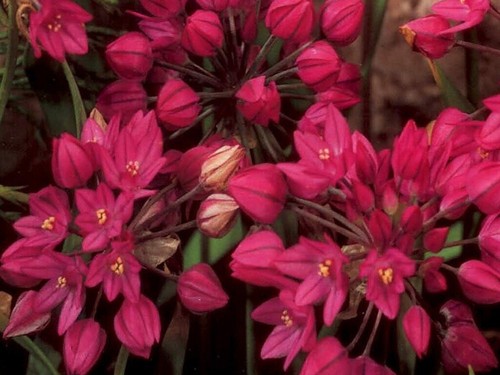 Bulbs allium ostrowskianum - bulbs,