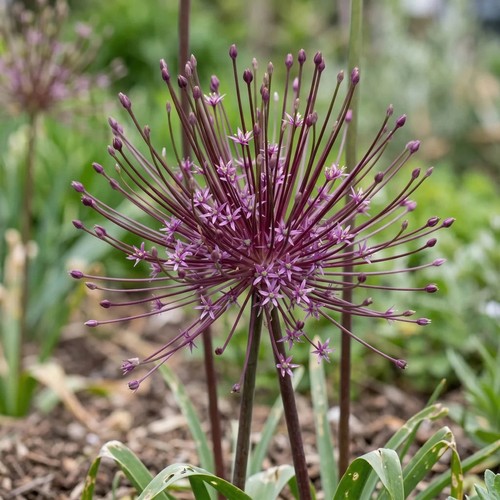 Allium schubertii bulbs - bulbs, x6