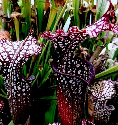 Sarracenia leucophylla dark - leucophylla,