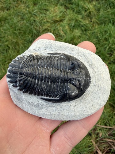 Hollardops trilobite fossil - trilobite,
