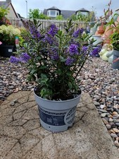 2 x 2 L Purple Flowering Hebe Shrub | 2 L Pot Evergreen Shrub |