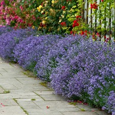 Lavender 'Hidcote' Hedging Plants, Set of 25 Established Plants in 9cm Pots