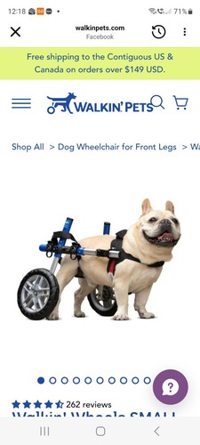 Zoomadog pug wheelchair - zoomadog,