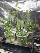 Pereskiopsis - Grafting Stock Cactus [20-30cm] [Rooted] UK Grown