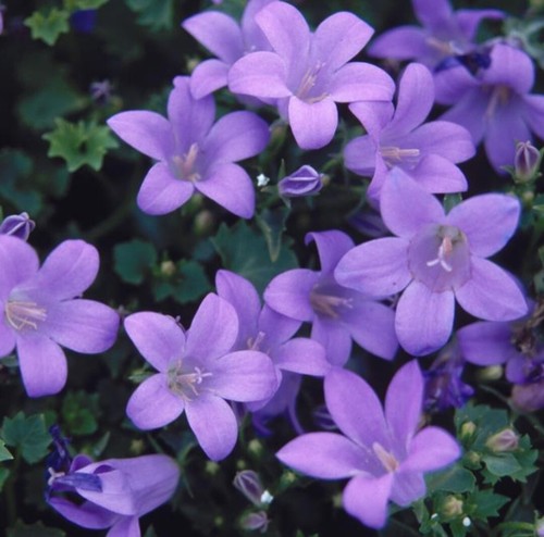 Campanula plug plants - plug,