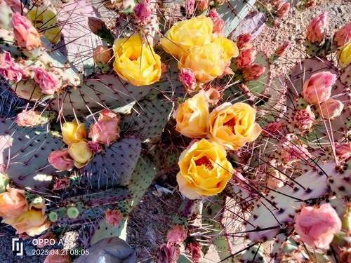 Succulents prickly pear - succulents,
