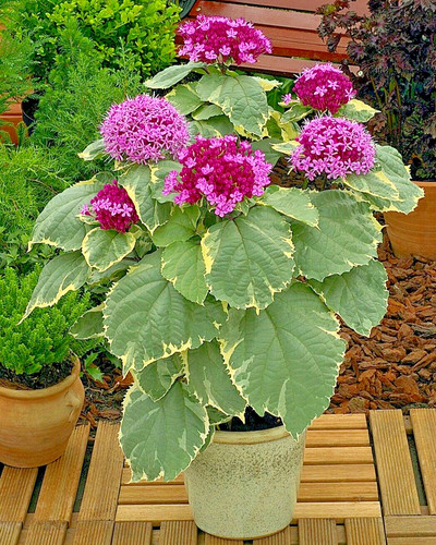 Clerodendrum bungei pink - bungei,