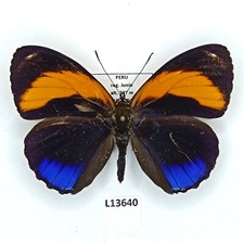 Nymphalidae, Callicore