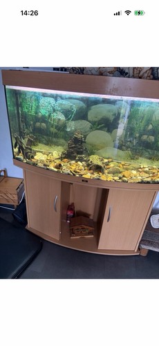 Juwel rio 180 fish - rio, tank