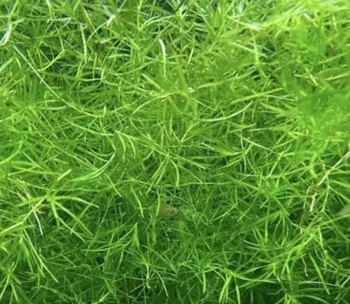 Guppy grass najas - guppy, /