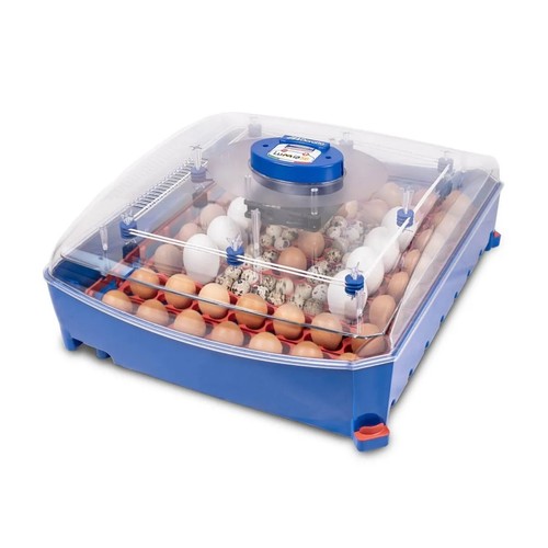 Borotto lumia egg - borotto,