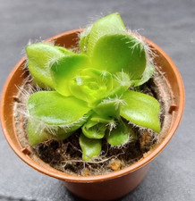 Succulent Crassula Crassula barbata RH3272, 4cm