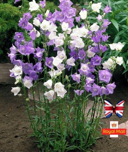 Campanula persicifolia - campanula, 🌸