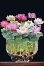 Water Lily seeds Mixed colors