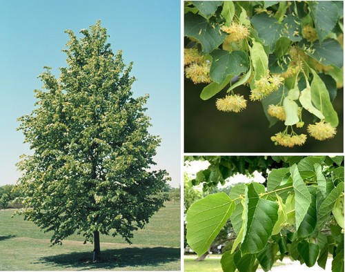 Lime tree - lime,
