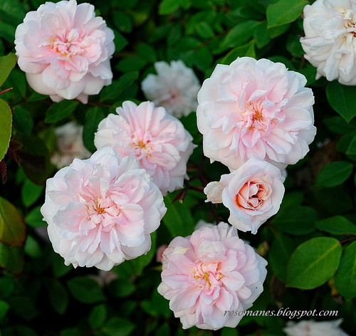 Cecile brunner antique rose - 15,