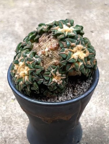3cm live house plant - 7.3cm,