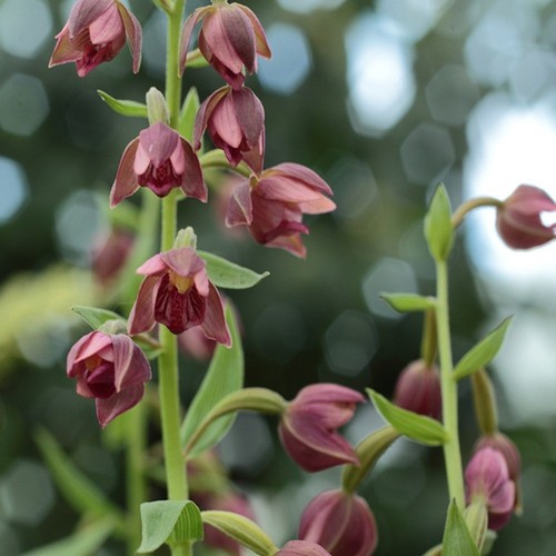 Rare epipactis royleana plants - royleana,