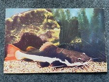 A Redtail Catfish Vintage Postcard