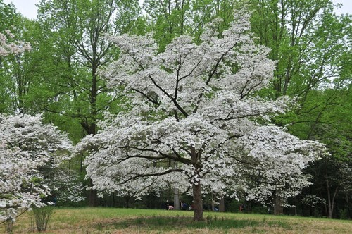 Cornus florida flowering - cornus,