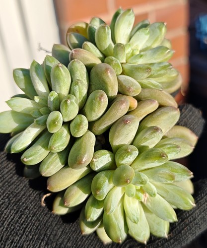 Echeveria coffee beans - beans,