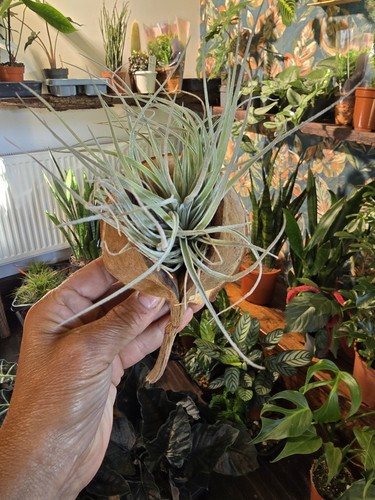 Beautiful air plant a - air,