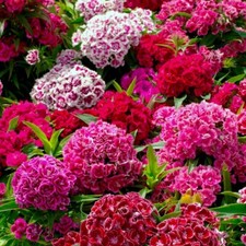 SWEET WILLIAM PLANT SEEDS TWO
