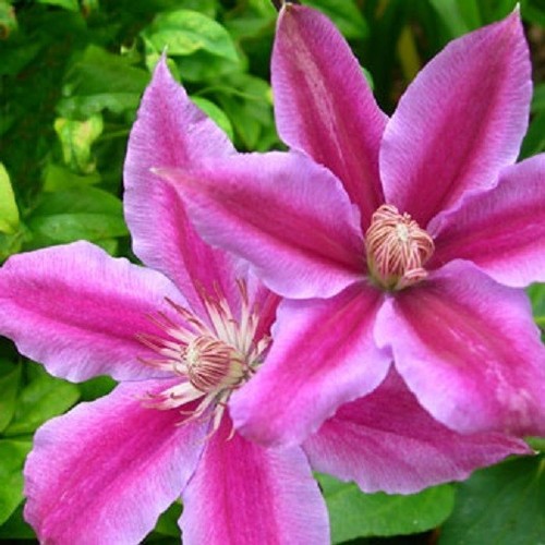 Clematis ruppel 8cm pot - clematis,