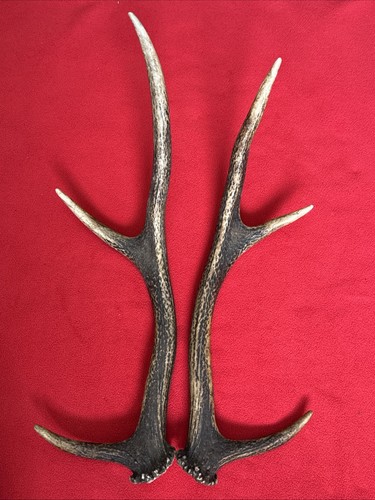 Pair red deer antlers - pair,