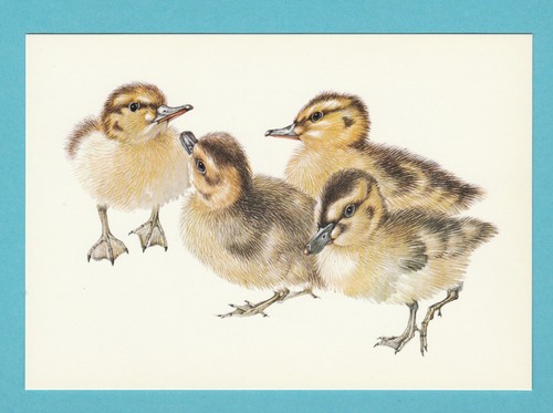 Birds the medici society - -,