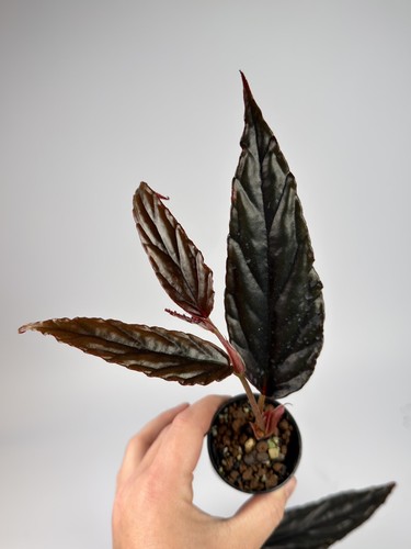 Begonia rare - begonia, noid)