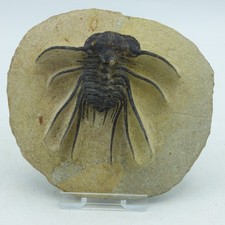 Fossil Spiny Trilobite