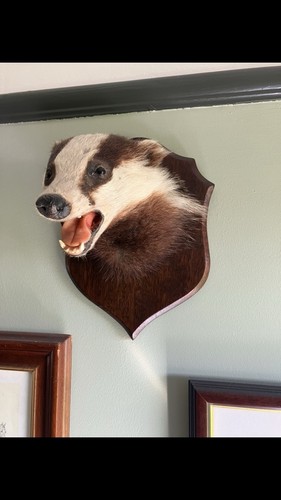 Taxidermy badger head - badger, by