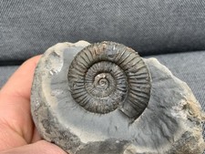 Dactylioceras sp. Jurassic