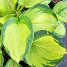 Hosta 'Great Expectations' Herbaceous Perennial Hardy Plant In 9cm Pot