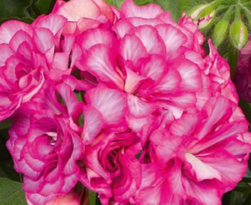 Trailing geranium ivy leaf - 6,