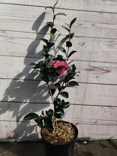 Camellia ' Roze'  1.5L