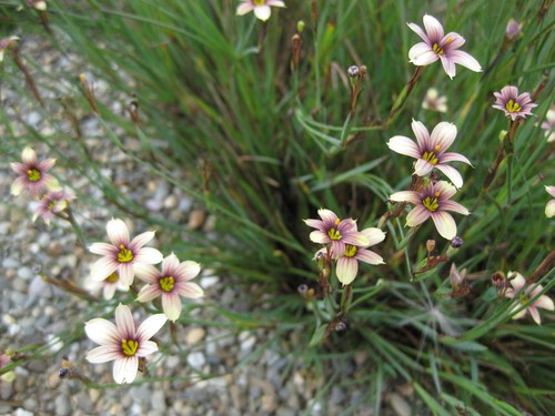 Sisyrinchium biscutella - 5, x