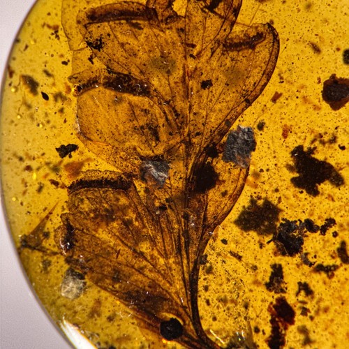 Stunning leaf inclusion - leaf, in
