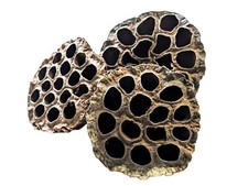 Lotus Pods Natural Botanical