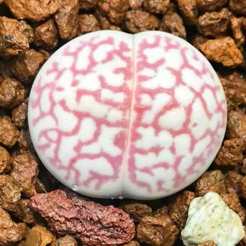 10x lithops karasmontan seeds - lithops,
