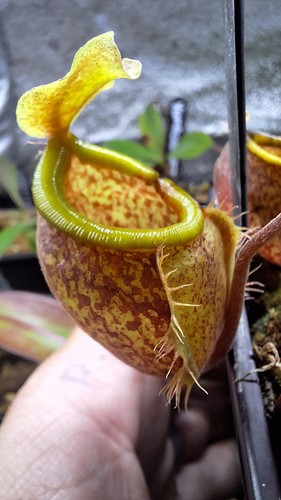 Nepenthes undulatifolia - nepenthes,