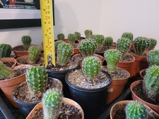 Echinopsis Calochlora Cacti