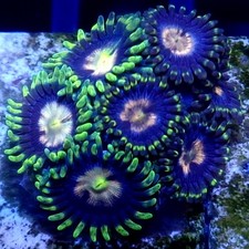 WYSIWYG 8 Polyps Purple Blowpops Zoas coral frag - See description corals frags