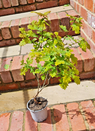 English white oak tree - oak,